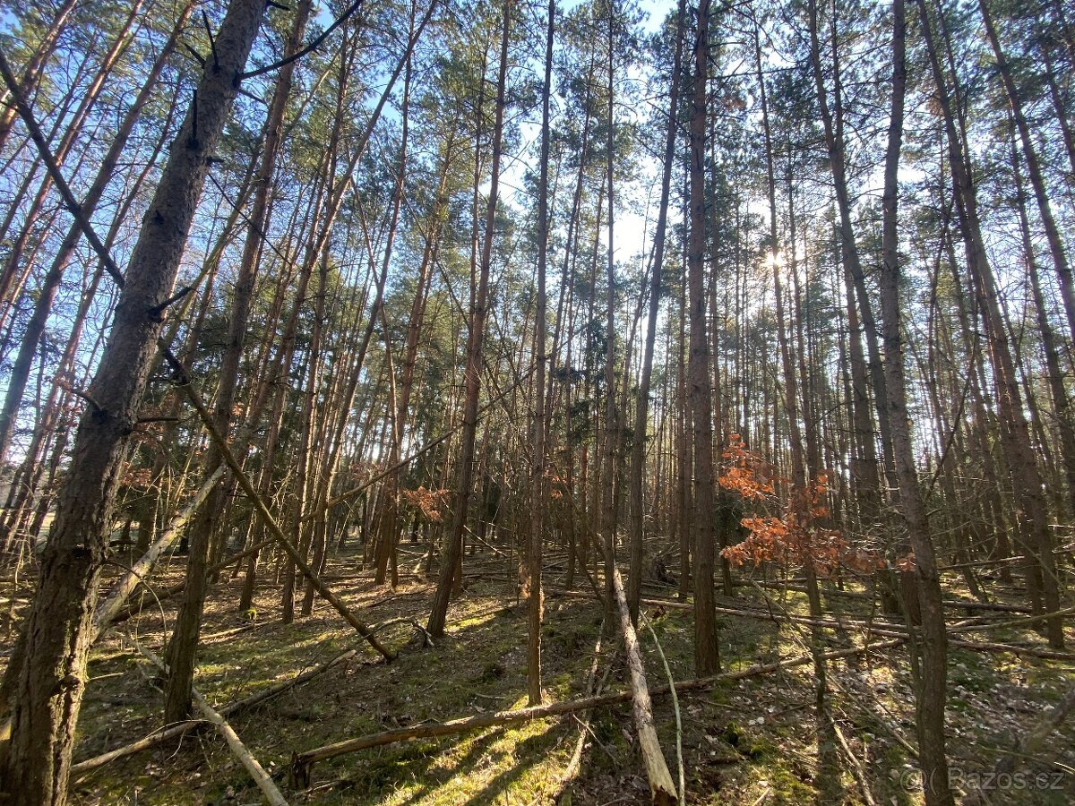 Lesní pozemek Všehrdy u Kralovic