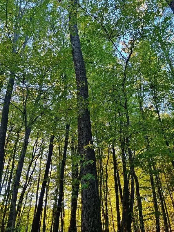 Prodej lesa 9436 m² Nivnice