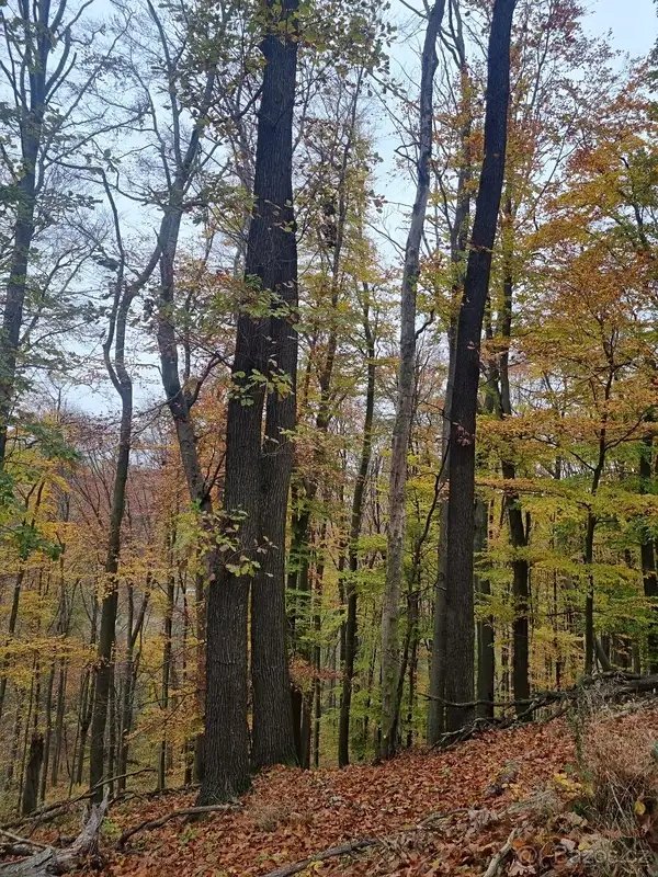 Prodej lesa 6255 m² Žlutava
