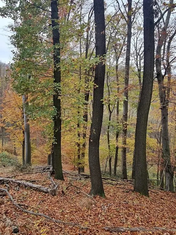 Prodej lesa 6255 m² Žlutava