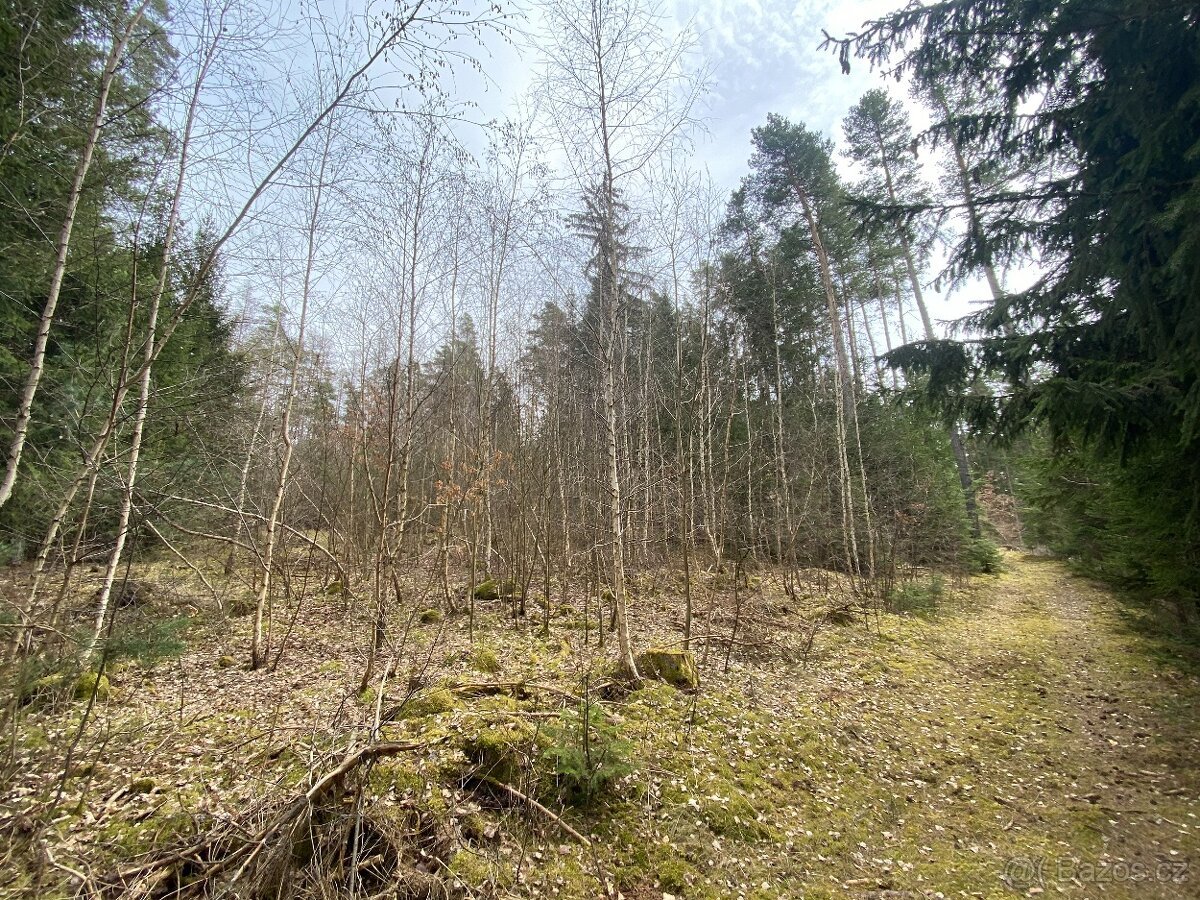 Lesní pozemek Strážovice u Pačejova