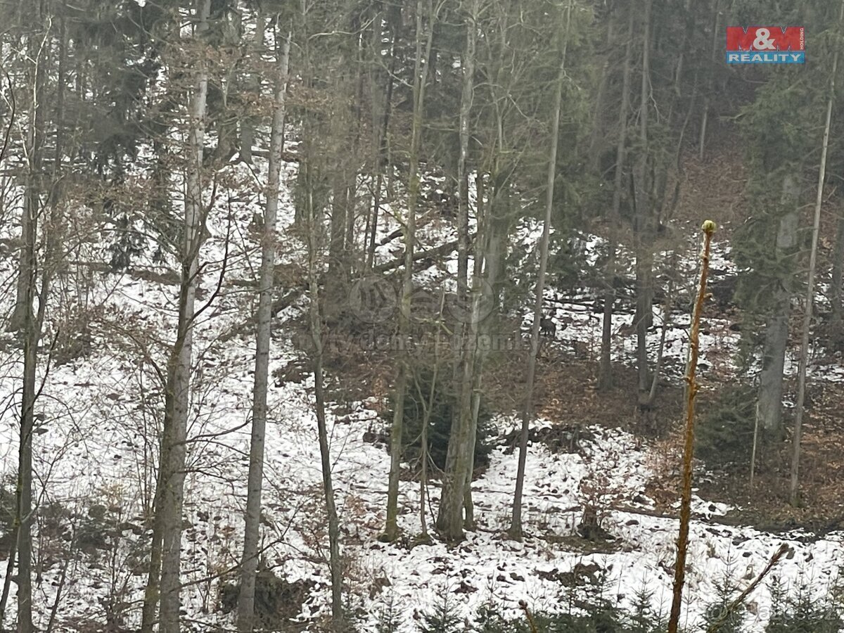 Prodej, les, 12219 m2, Smrčí u Semil, Záhoří
