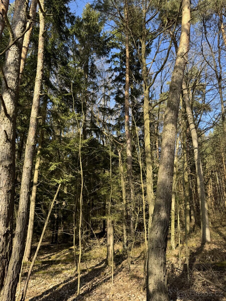 Prodám lesní pozemek v k.ú. Vadčice