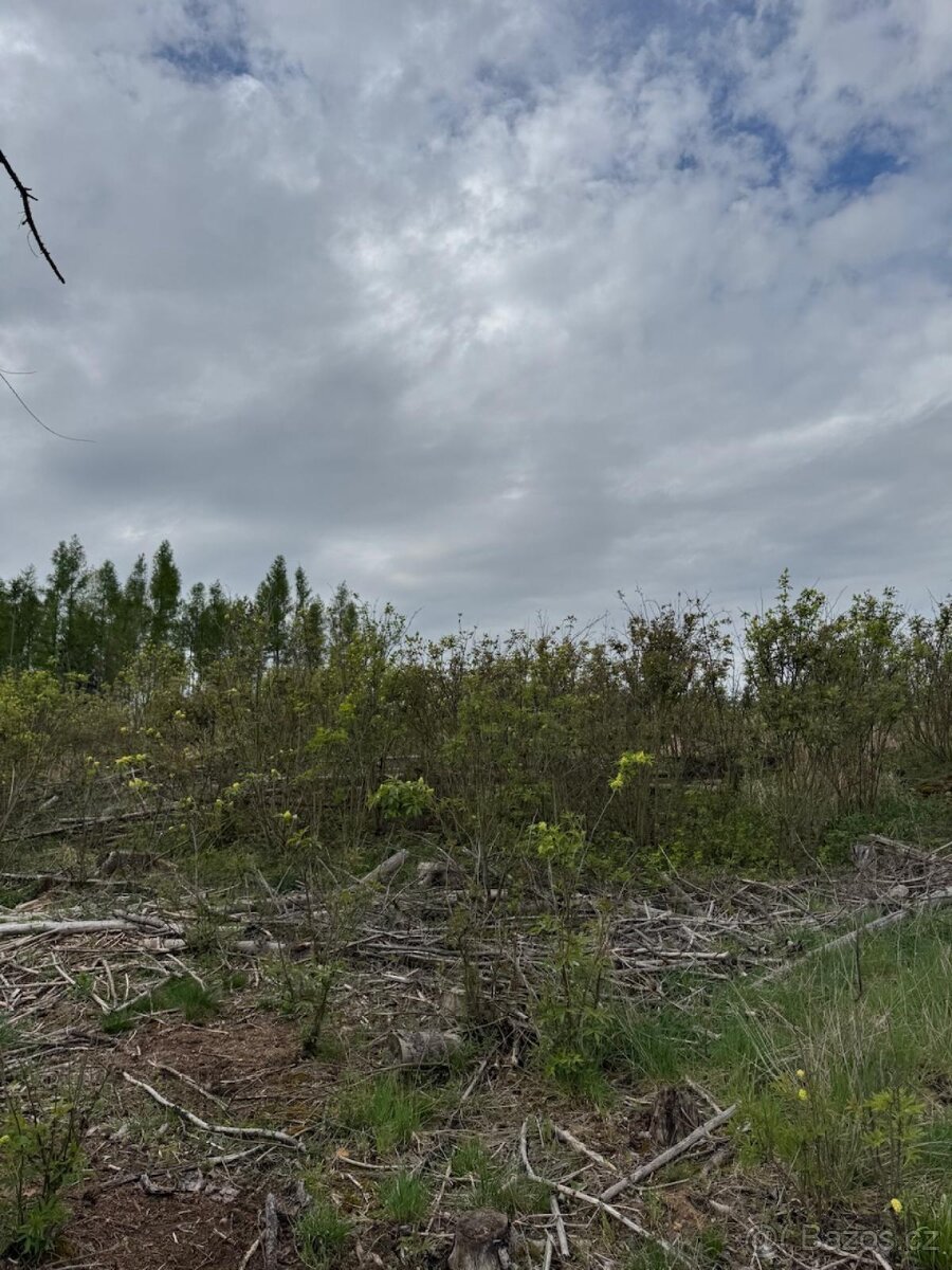 Prodám lesní pozemek v k.ú. Vadčice