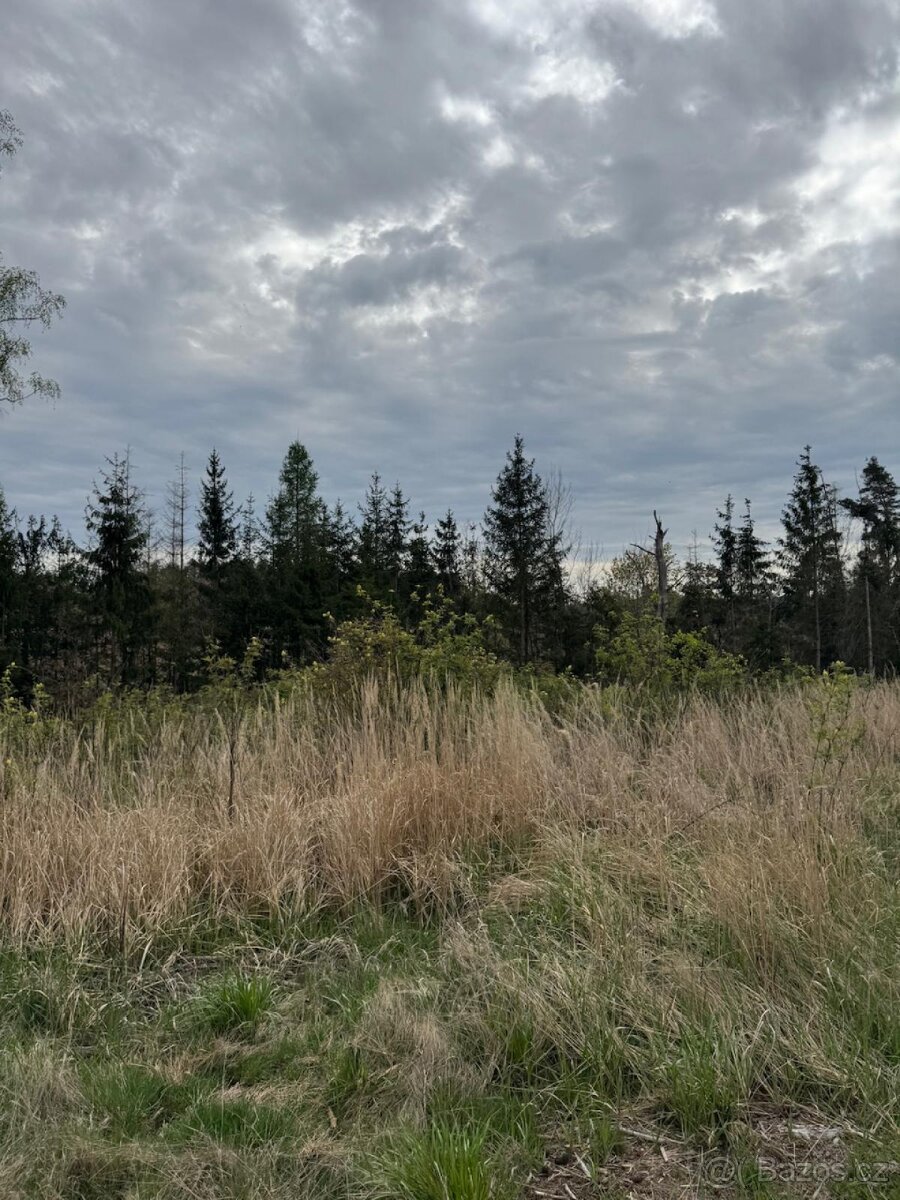 Prodám lesní pozemek v k.ú. Vadčice