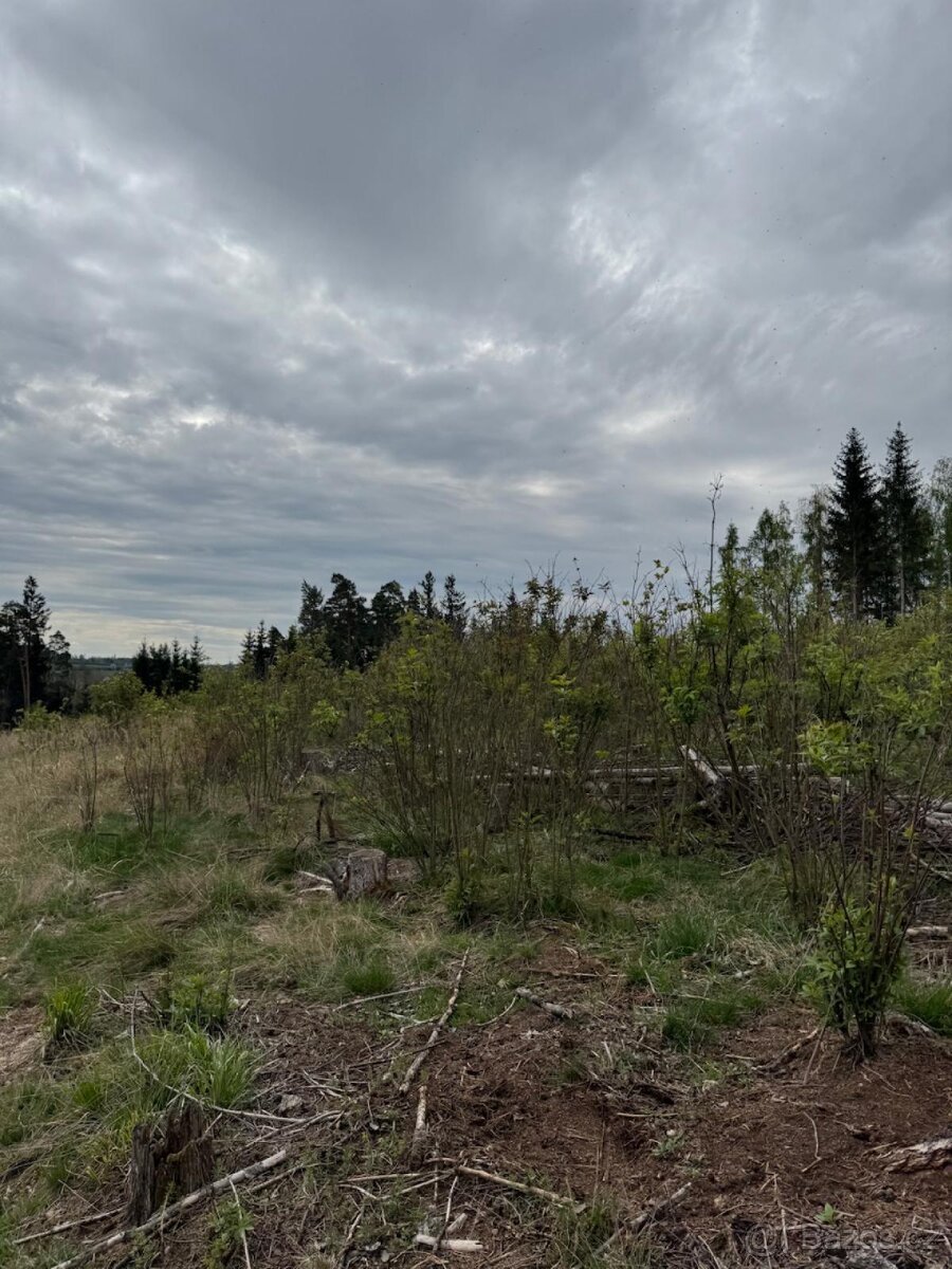 Prodám lesní pozemek v k.ú. Vadčice