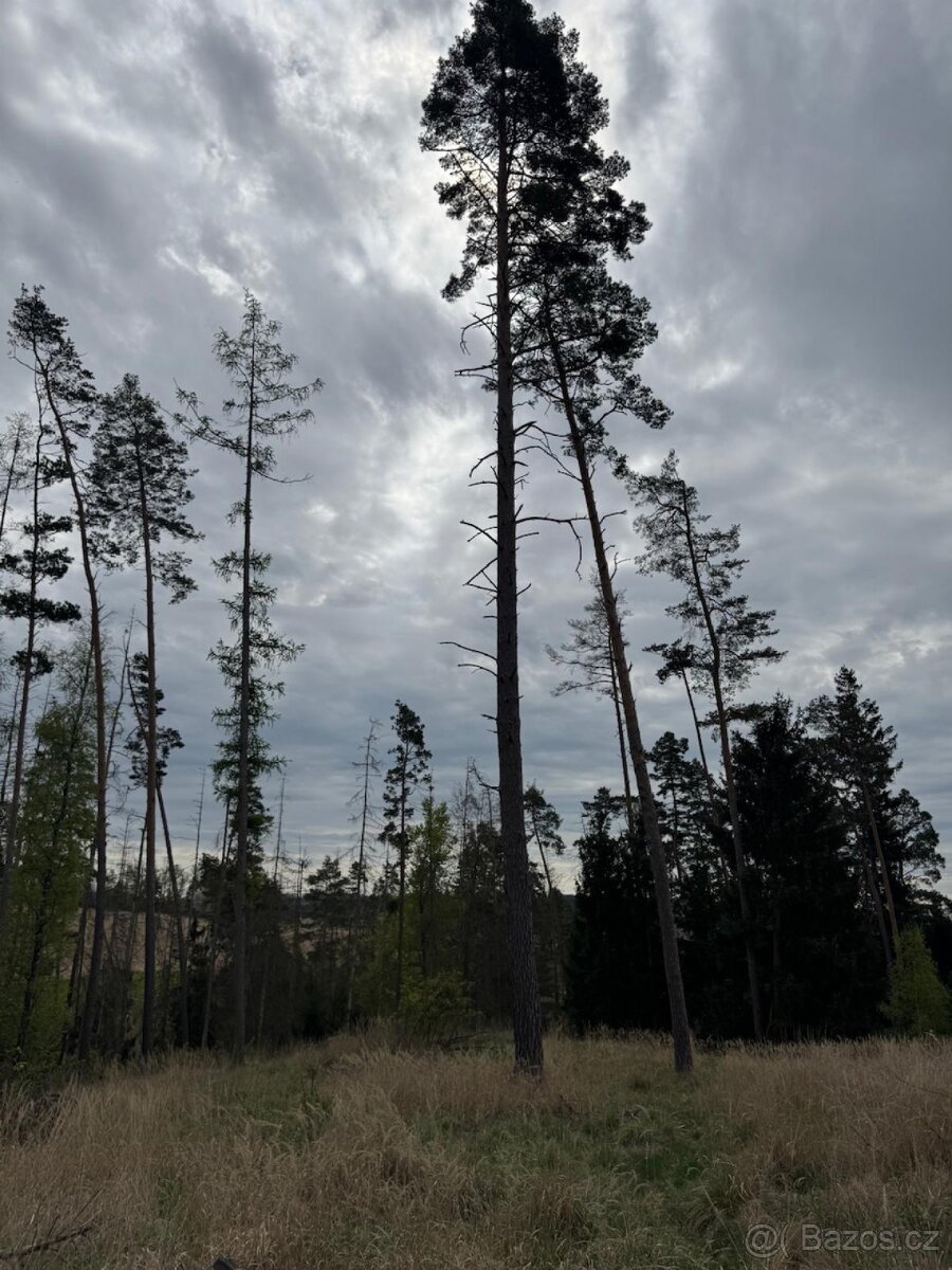 Prodám lesní pozemek v k.ú. Vadčice