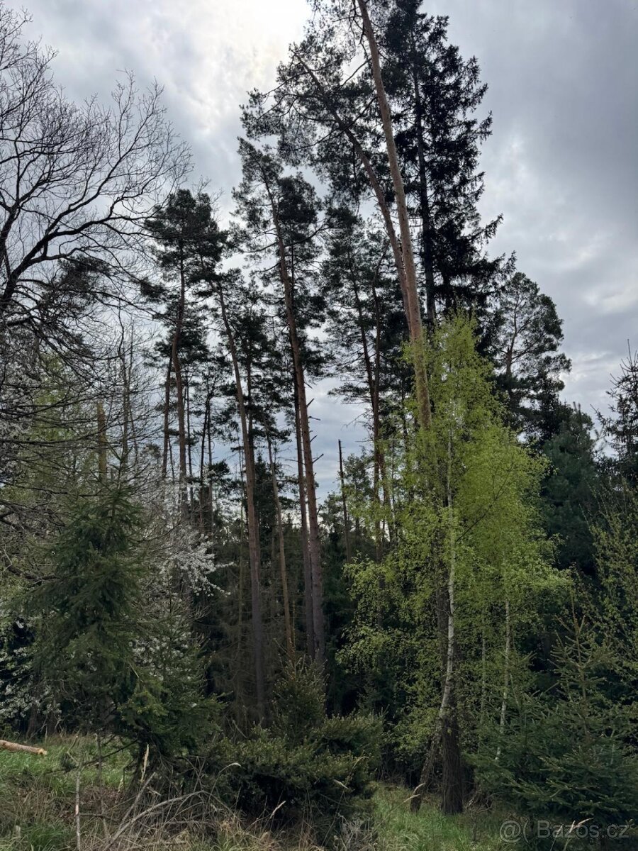 Prodám lesní pozemek v k.ú. Vadčice