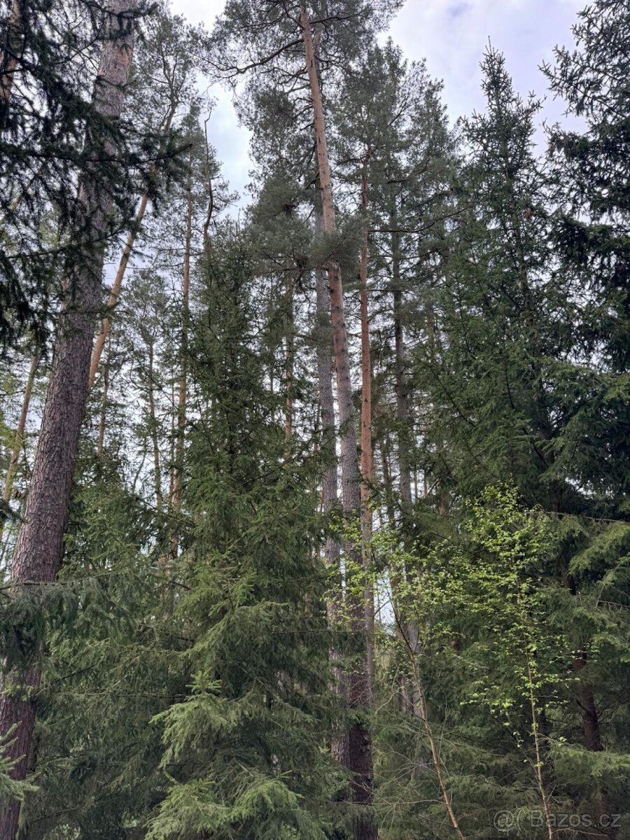 Prodám lesní pozemek v k.ú. Vadčice