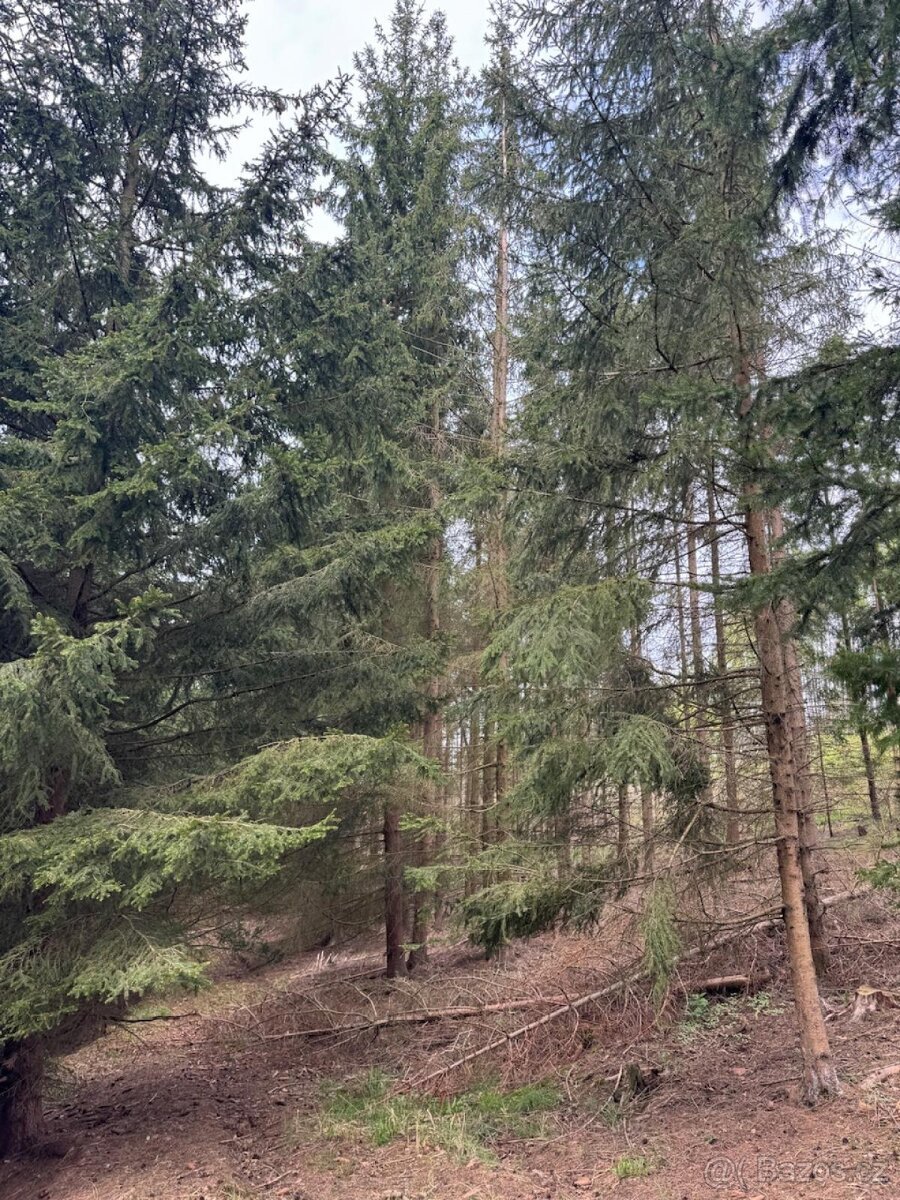 Prodám lesní pozemek v k.ú. Vadčice