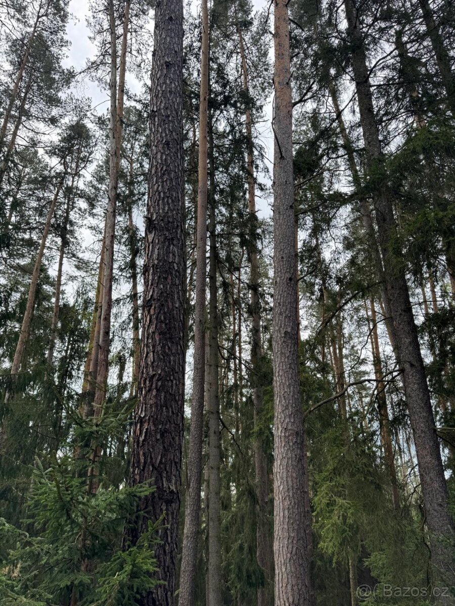 Prodám lesní pozemek v k.ú. Vadčice