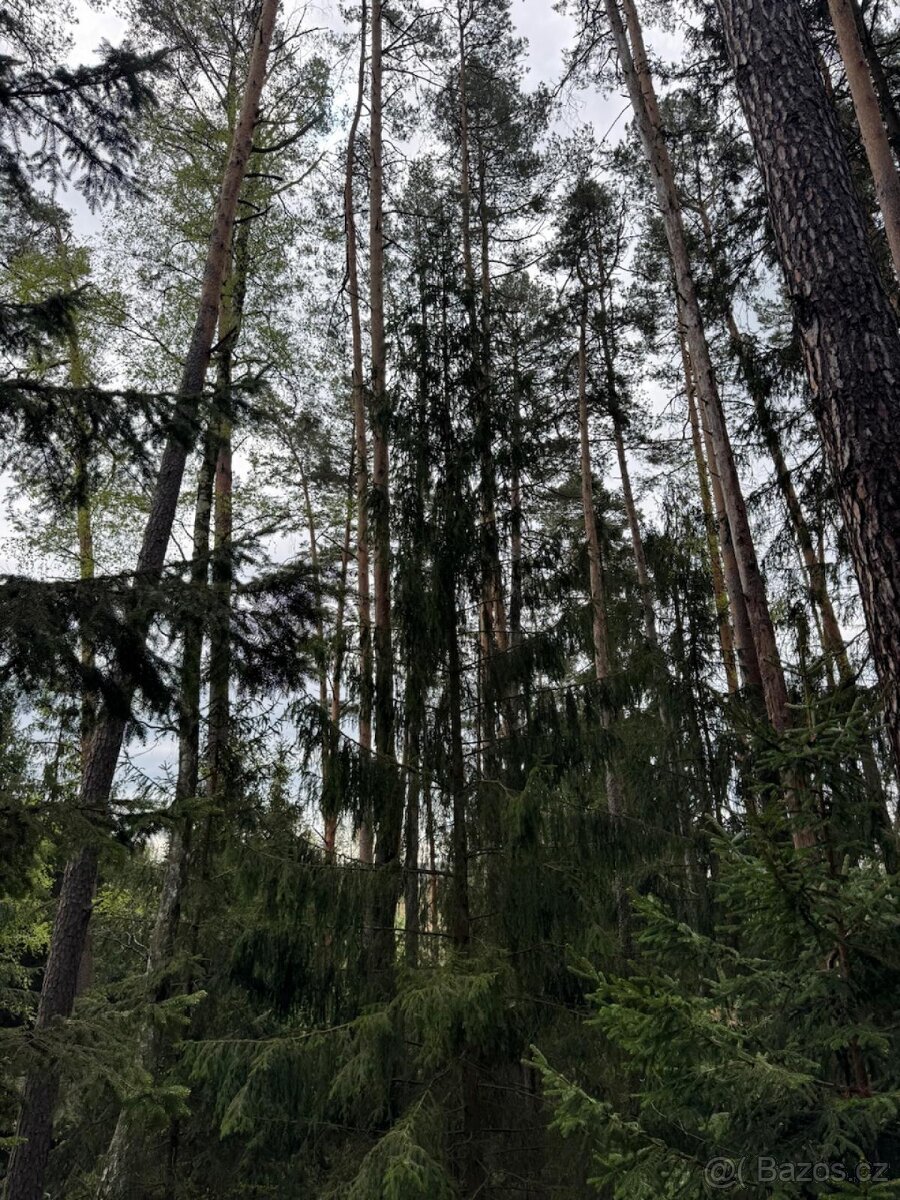 Prodám lesní pozemek v k.ú. Vadčice