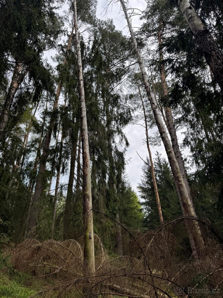 Prodám lesní pozemek v k.ú. Vadčice
