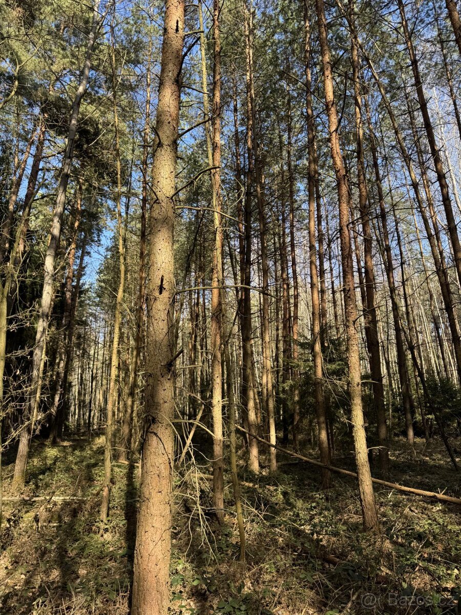 Prodám lesní pozemek v k.ú. Vadčice