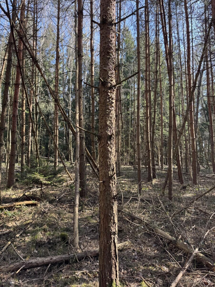 Prodám lesní pozemek v k.ú. Vadčice