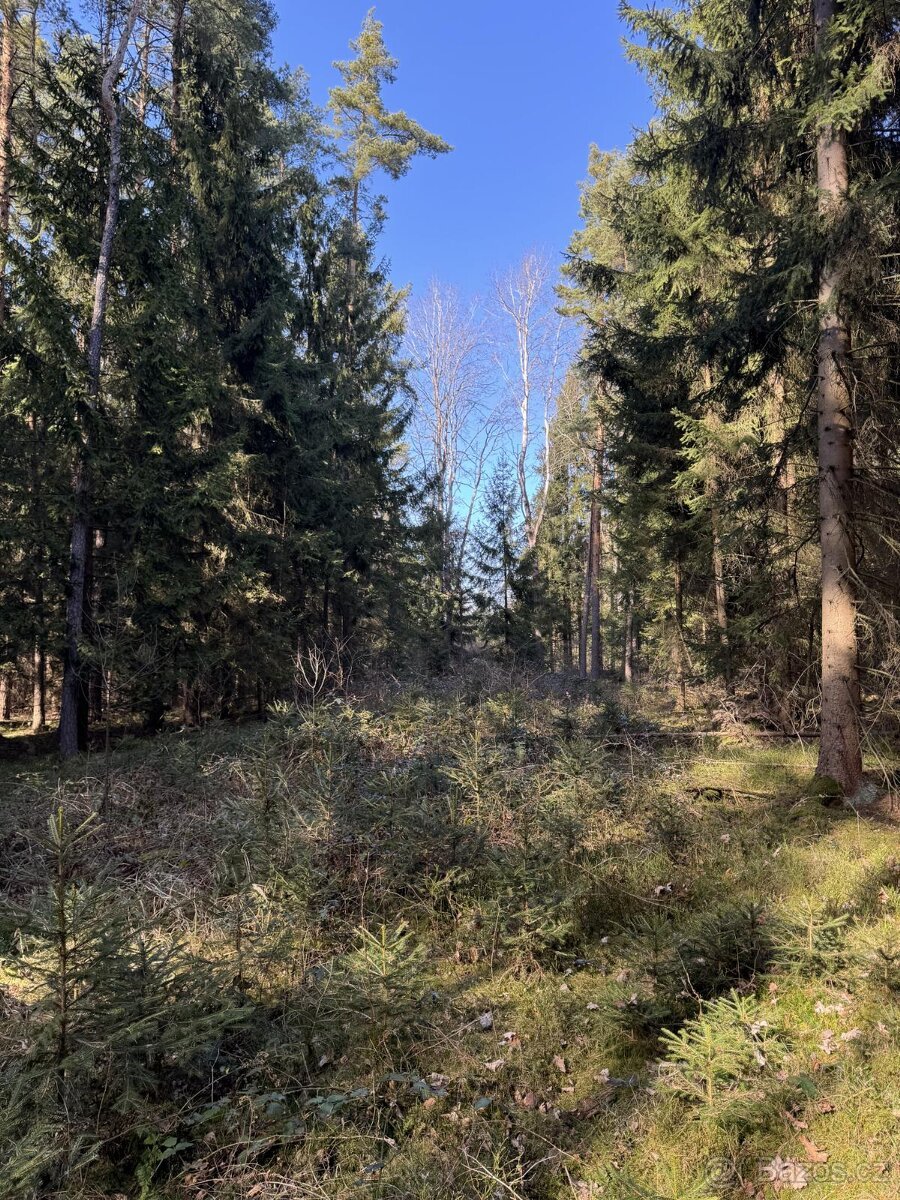 Prodám lesní pozemek v k.ú. Vadčice