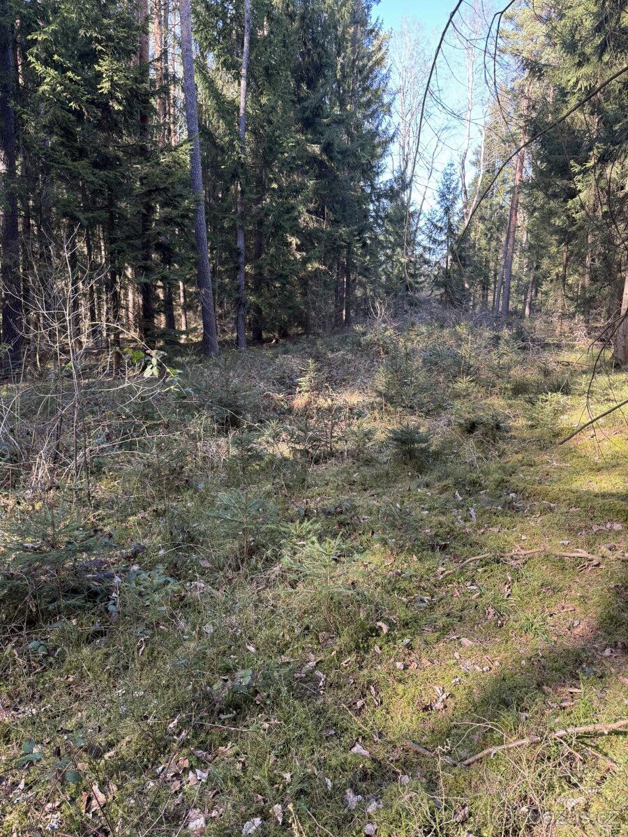 Prodám lesní pozemek v k.ú. Vadčice