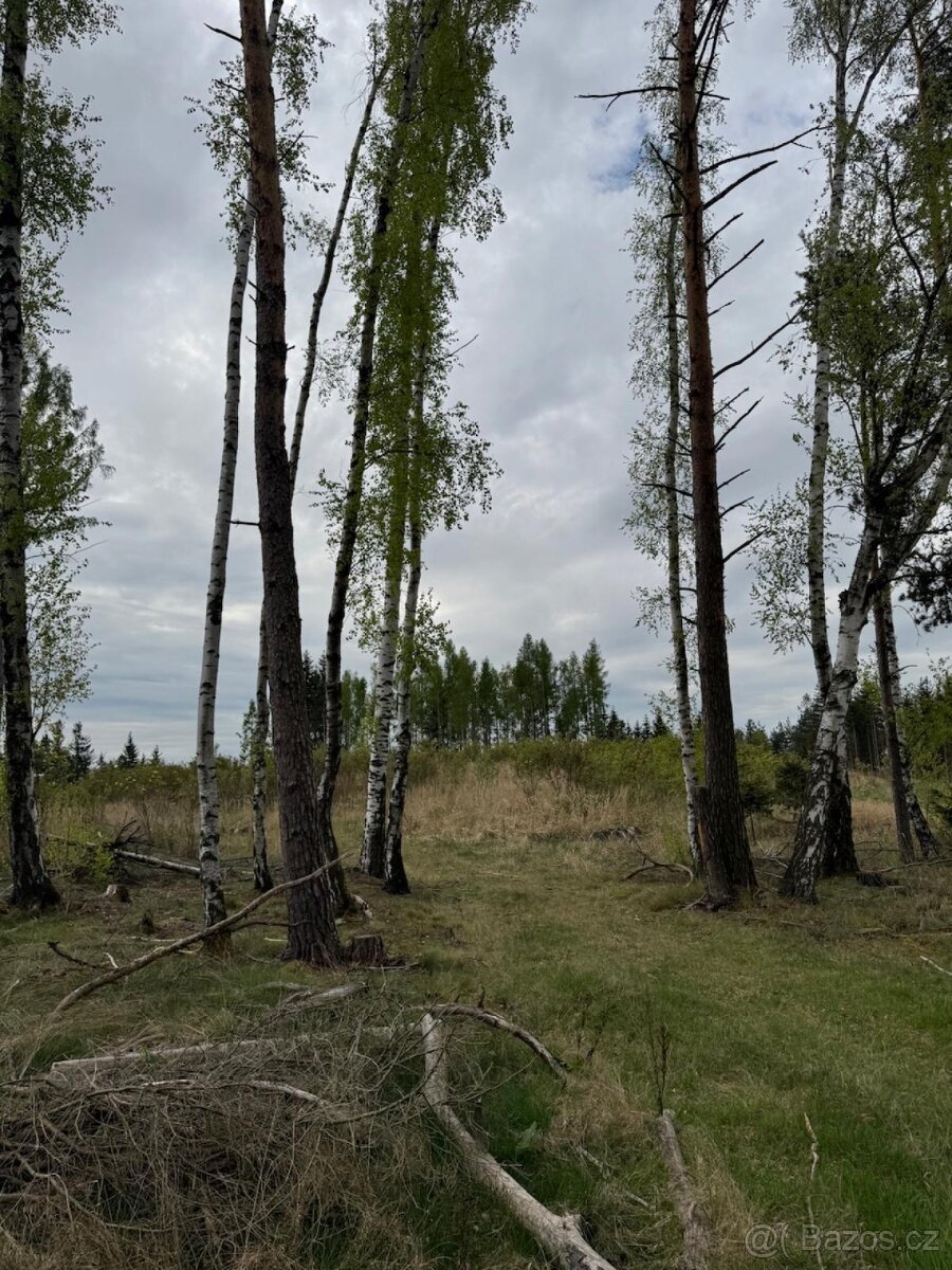 Prodám lesní pozemek v k.ú. Vadčice