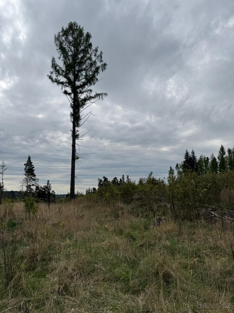 Prodám lesní pozemek v k.ú. Vadčice