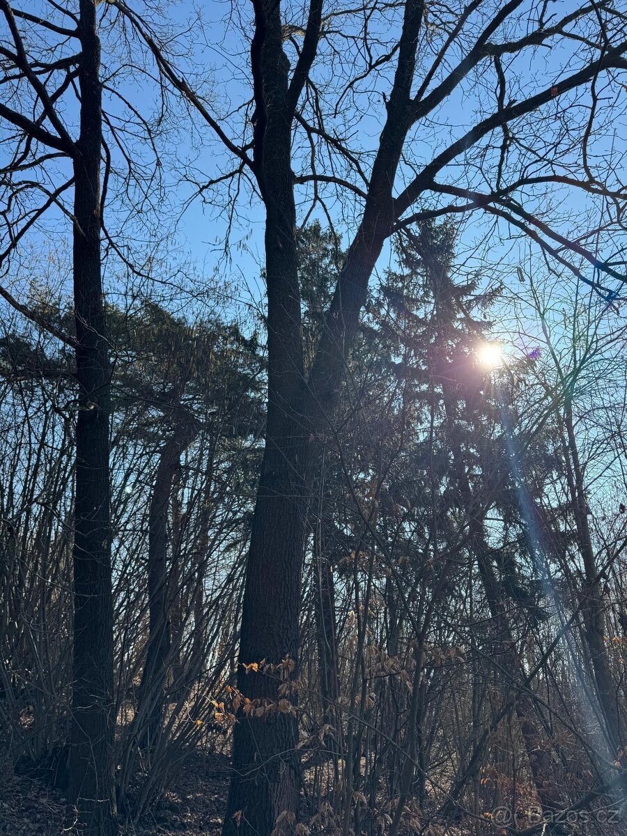 Prodám lesní pozemek v k.ú. Mrákotín u Telče, p.č. 1984