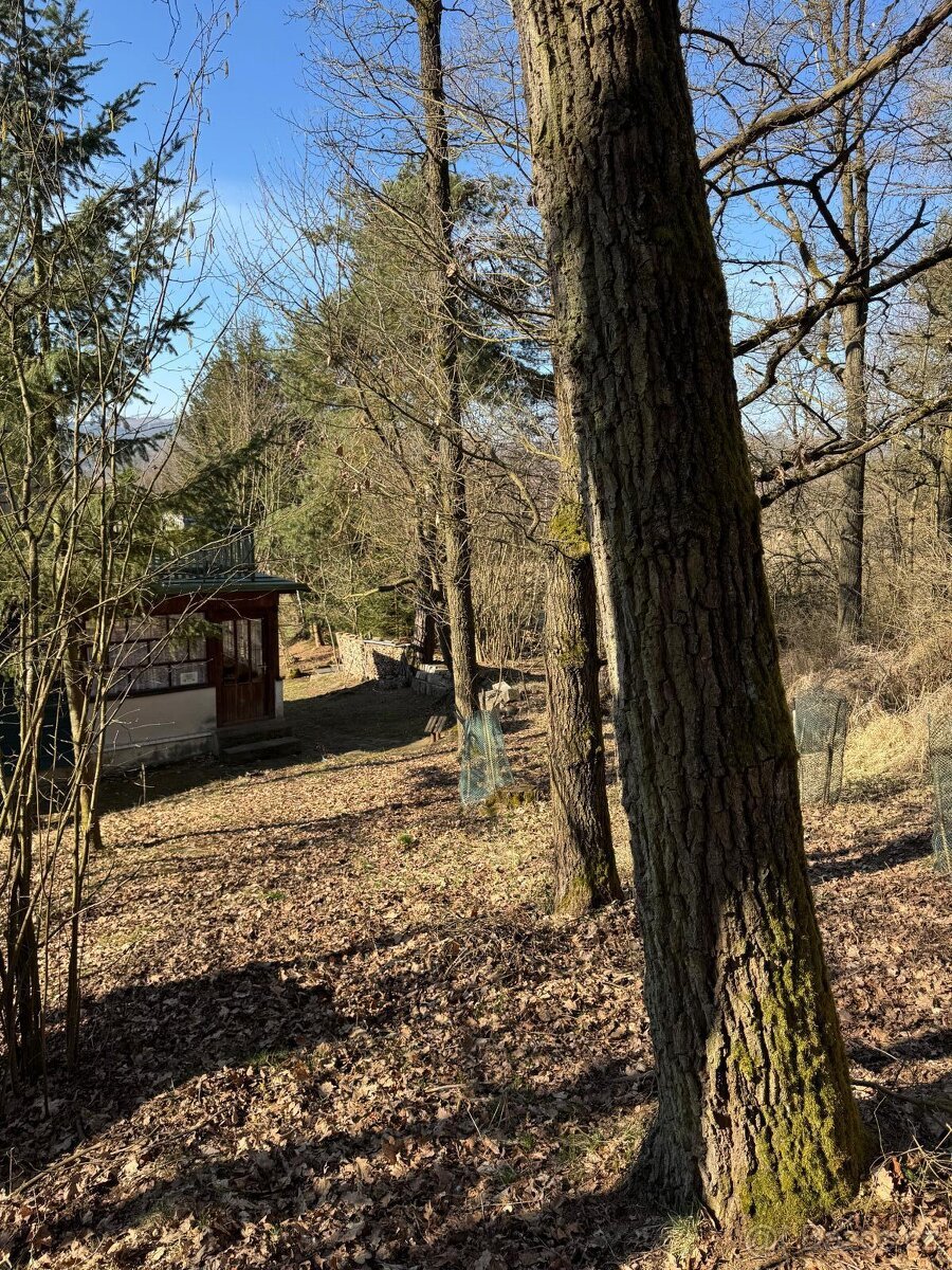 Prodám lesní pozemek v k.ú. Mrákotín u Telče, p.č. 1984