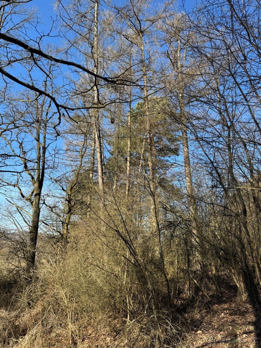 Prodám lesní pozemek v k.ú. Mrákotín u Telče, p.č. 1984