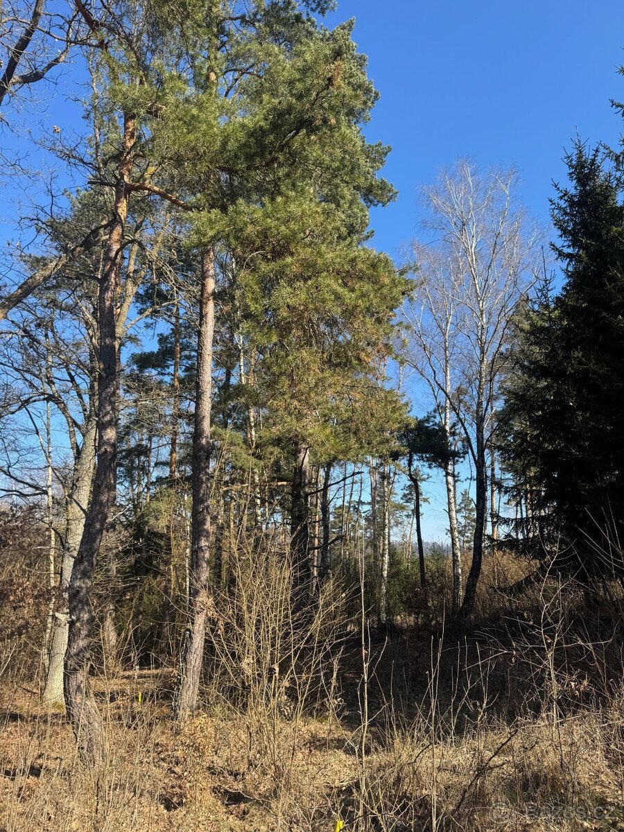 Prodám lesní pozemek v k.ú. Mrákotín u Telče, p.č. 1984