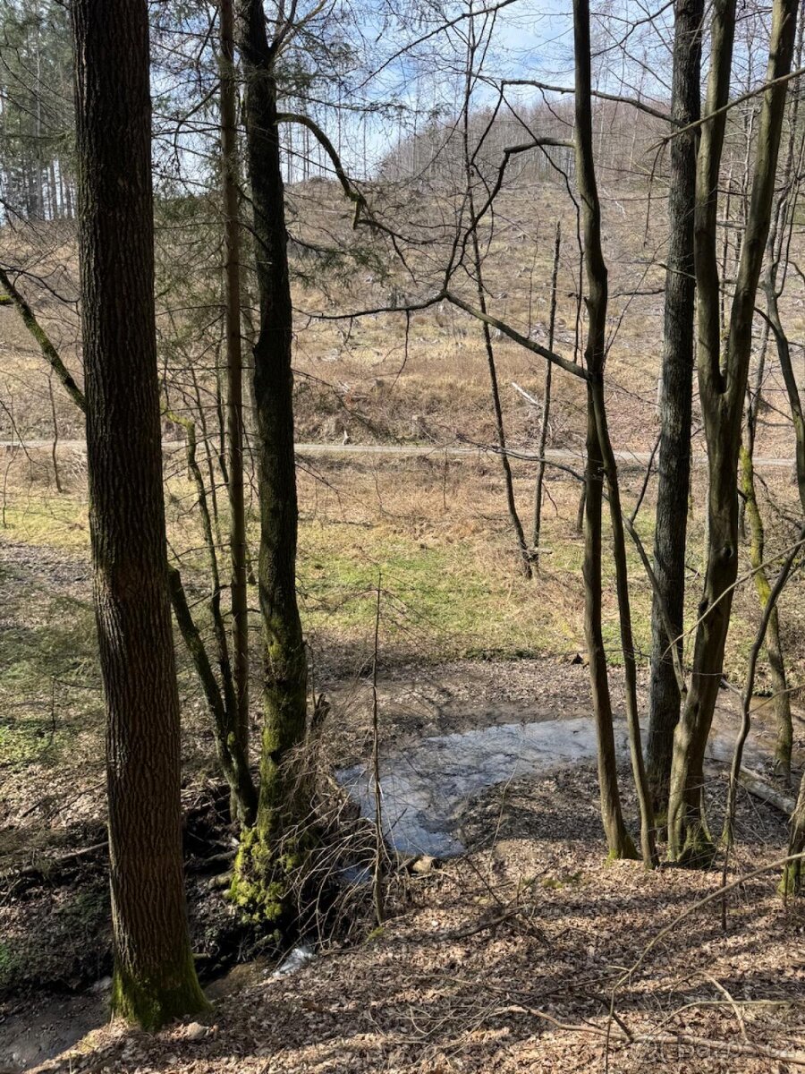 Prodám lesní pozemek v k.ú. Souboř