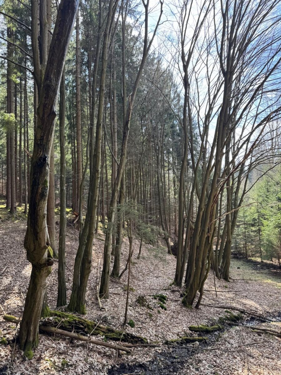 Prodám lesní pozemek v k.ú. Souboř