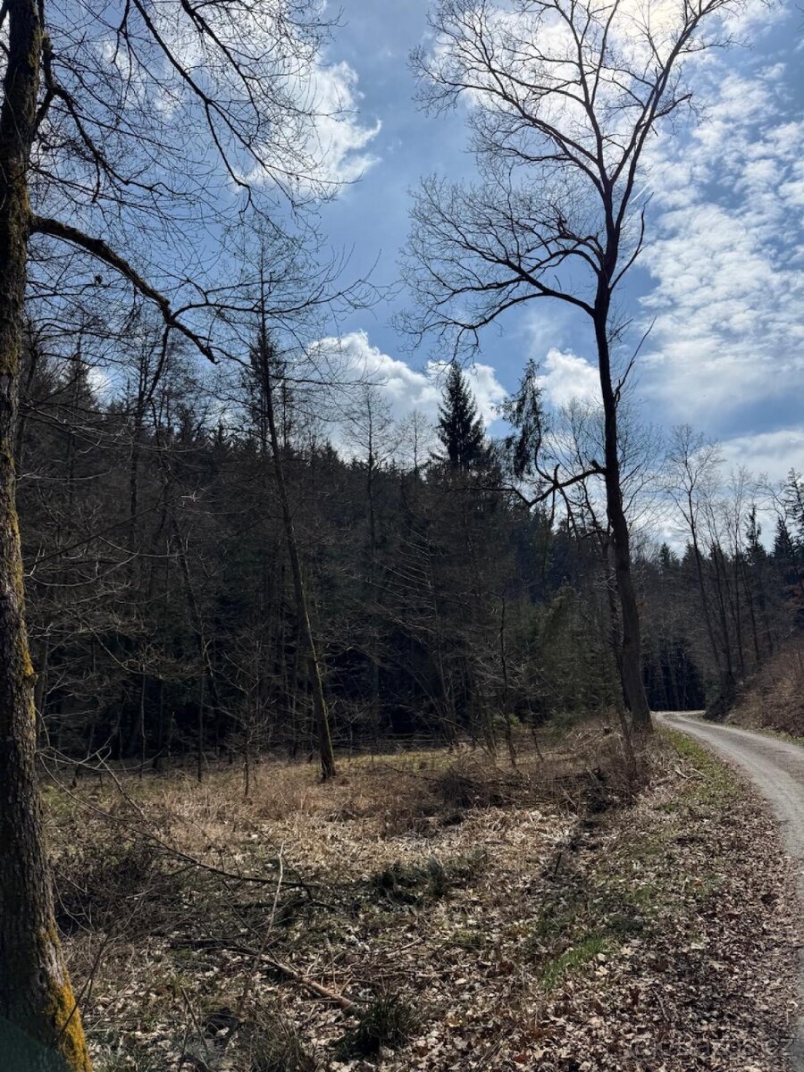 Prodám lesní pozemek v k.ú. Souboř