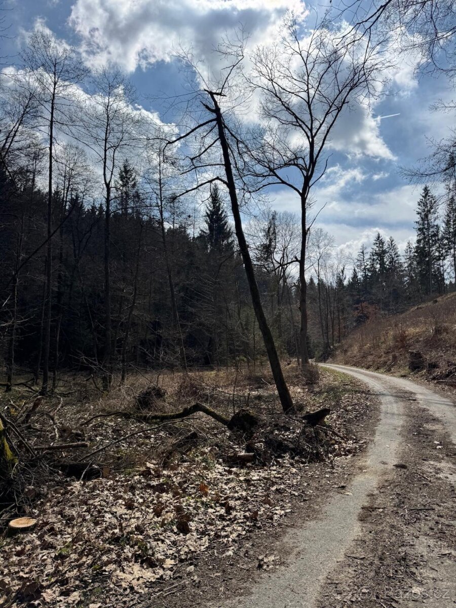 Prodám lesní pozemek v k.ú. Souboř