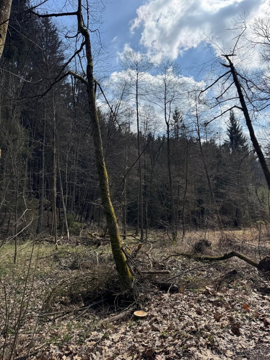 Prodám lesní pozemek v k.ú. Souboř