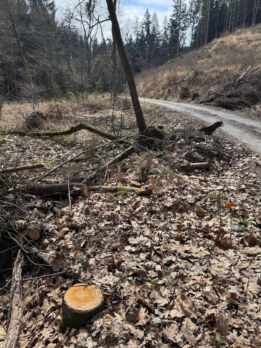 Prodám lesní pozemek v k.ú. Souboř