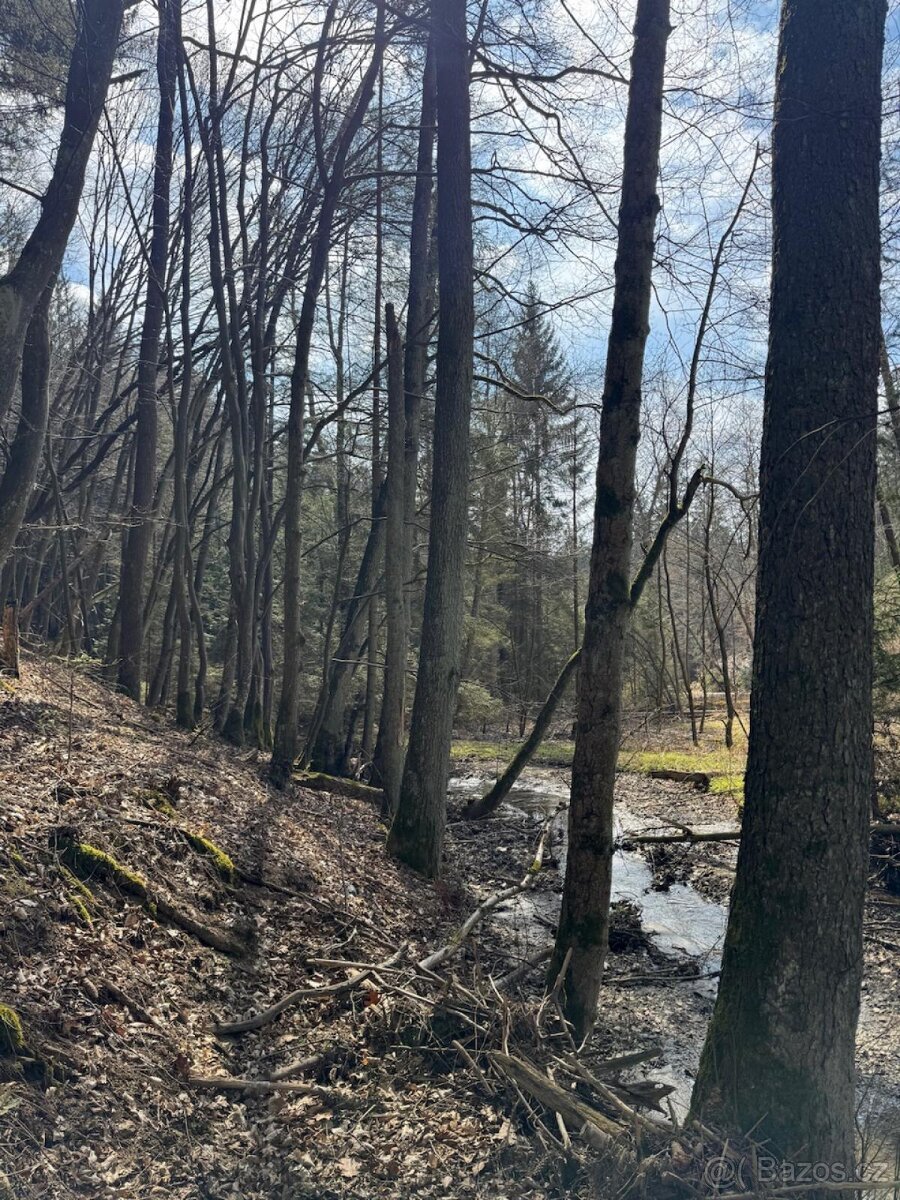 Prodám lesní pozemek v k.ú. Souboř