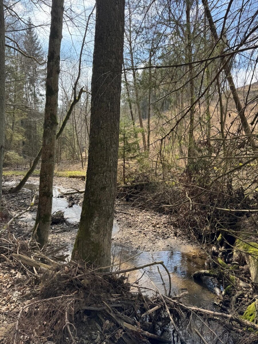 Prodám lesní pozemek v k.ú. Souboř