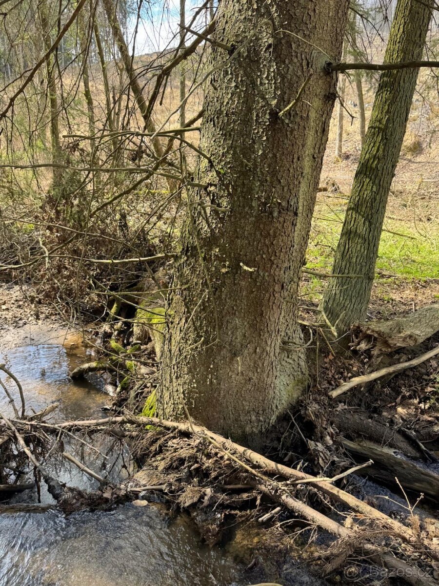 Prodám lesní pozemek v k.ú. Souboř