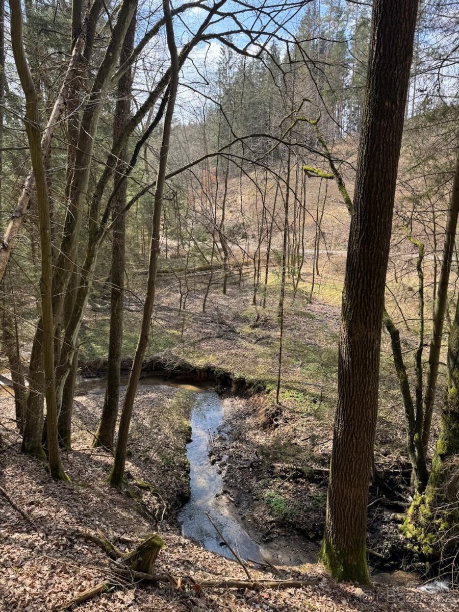 Prodám lesní pozemek v k.ú. Souboř