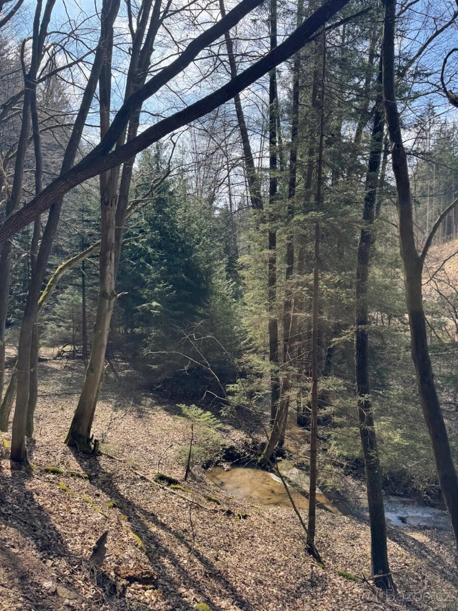 Prodám lesní pozemek v k.ú. Souboř