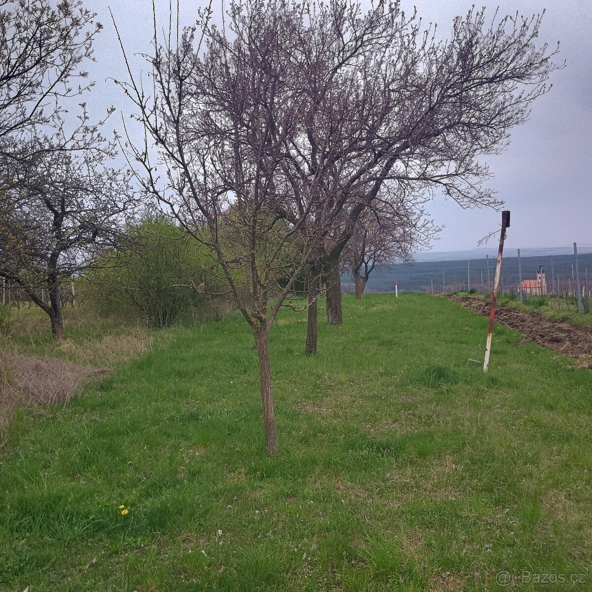vinohrad - sad
