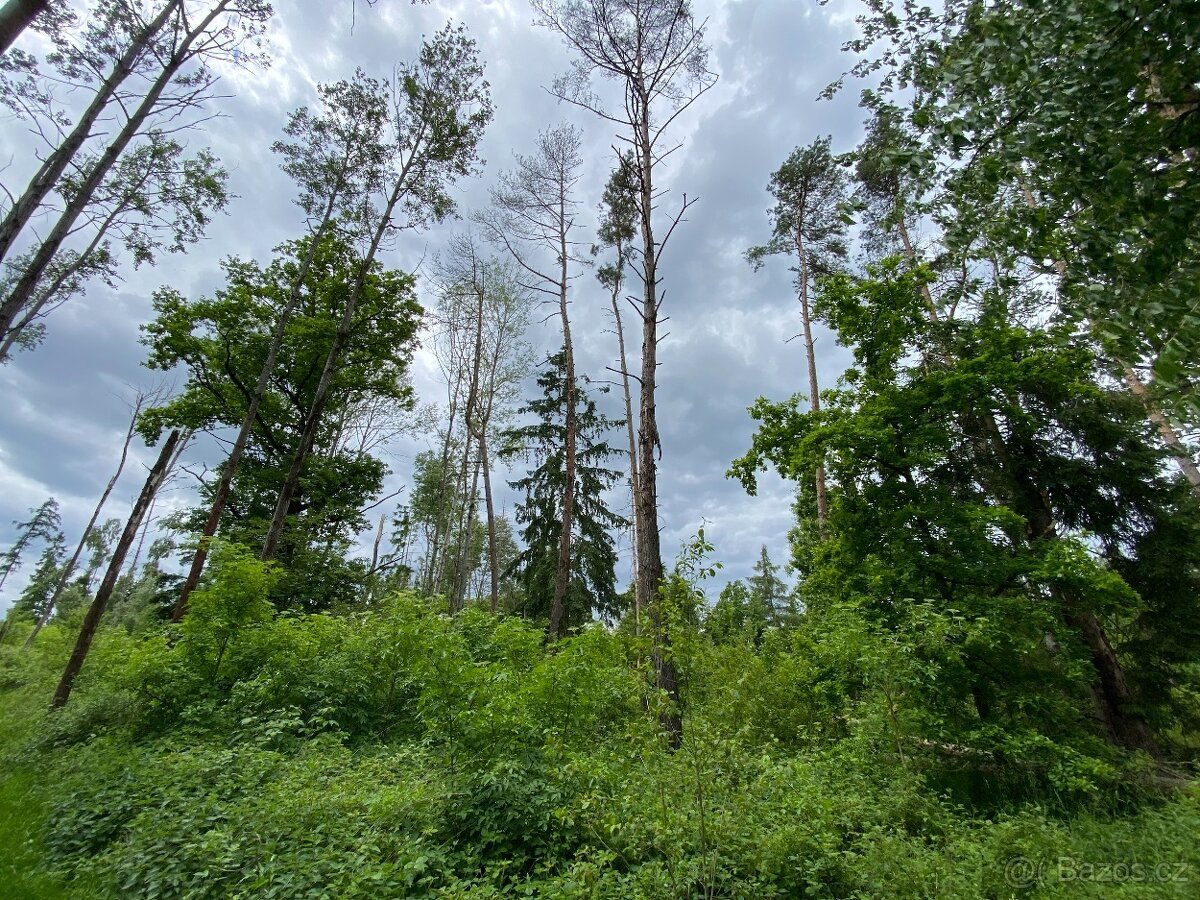 Lesní pozemek Lštění nad Zubřinou