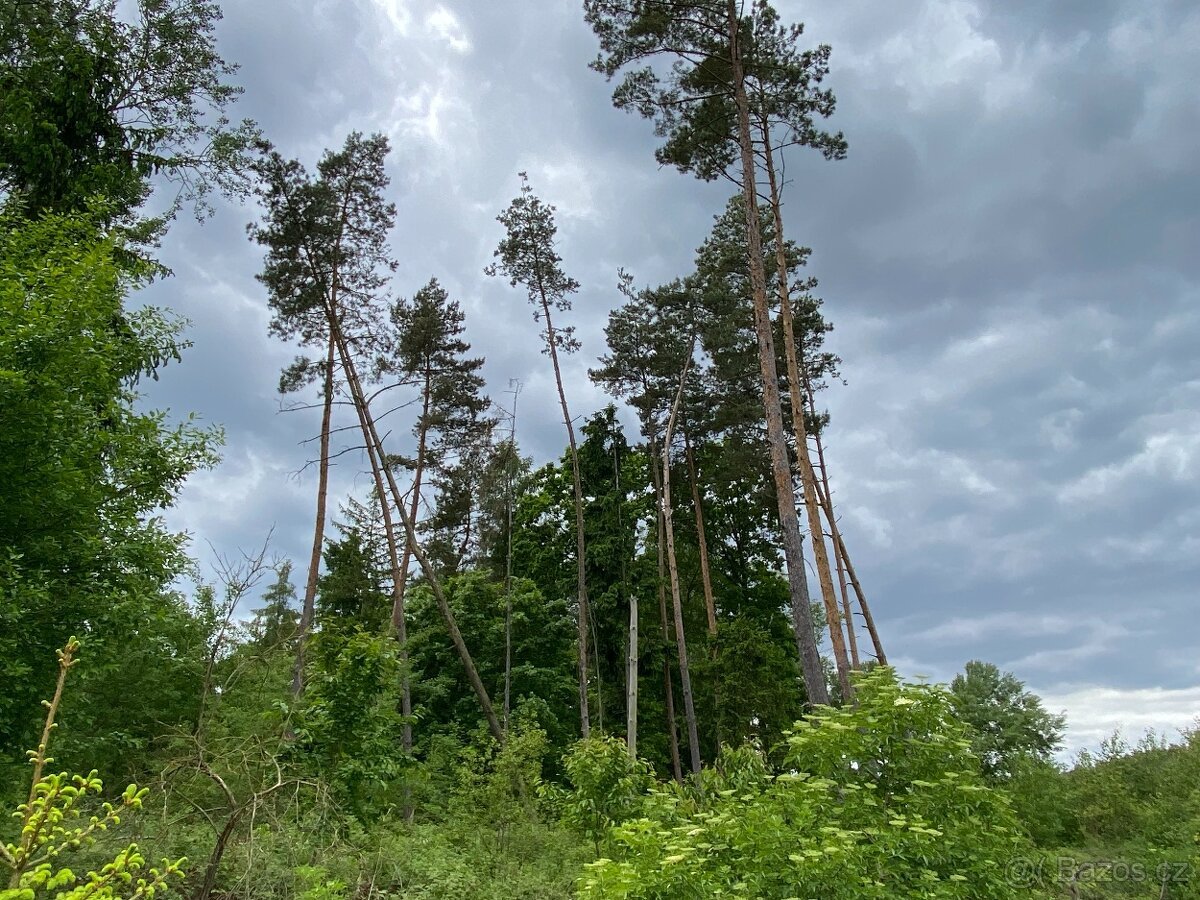 Lesní pozemek Lštění nad Zubřinou