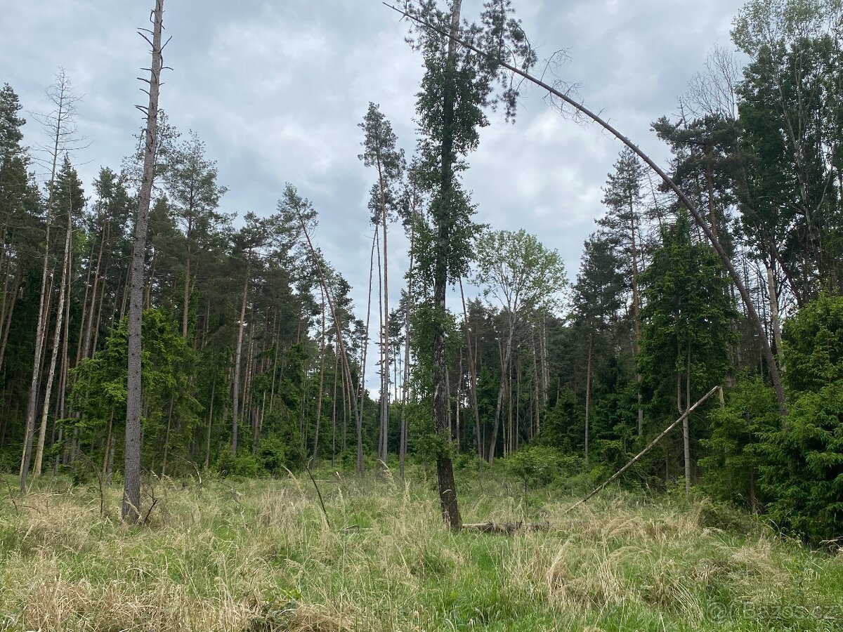 Lesní pozemek Lštění nad Zubřinou