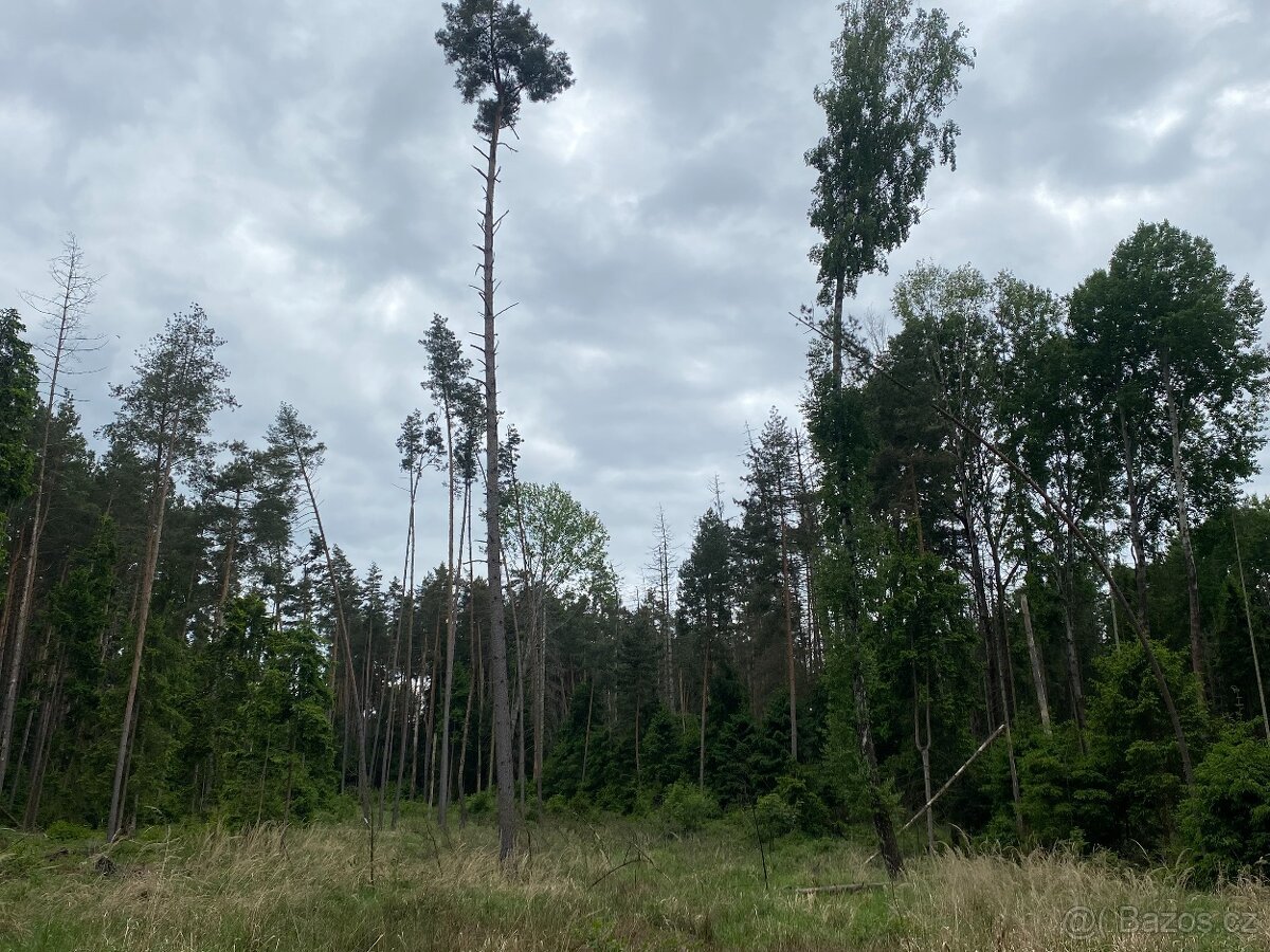 Lesní pozemek Lštění nad Zubřinou