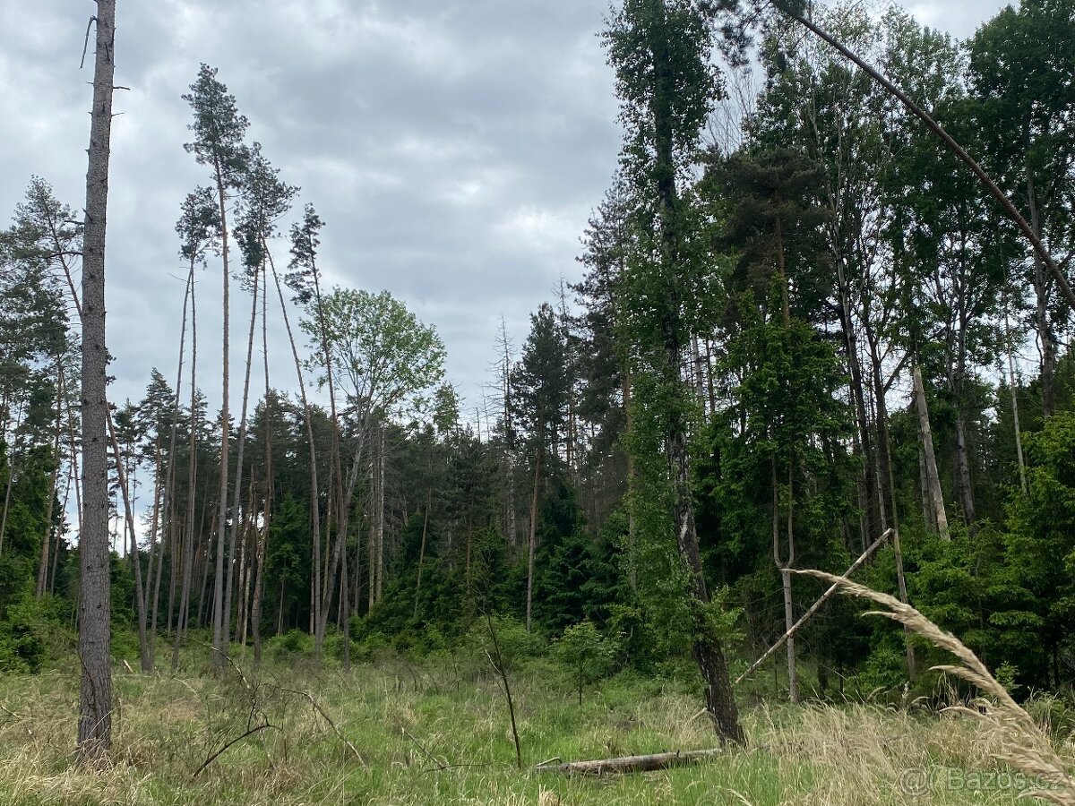 Lesní pozemek Lštění nad Zubřinou