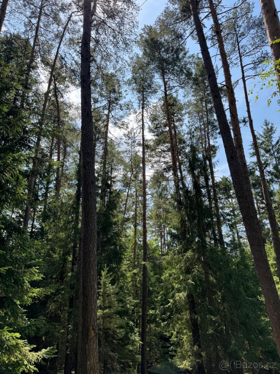 Prodám lesní pozemky v k.ú. Nesměň u Ločenic