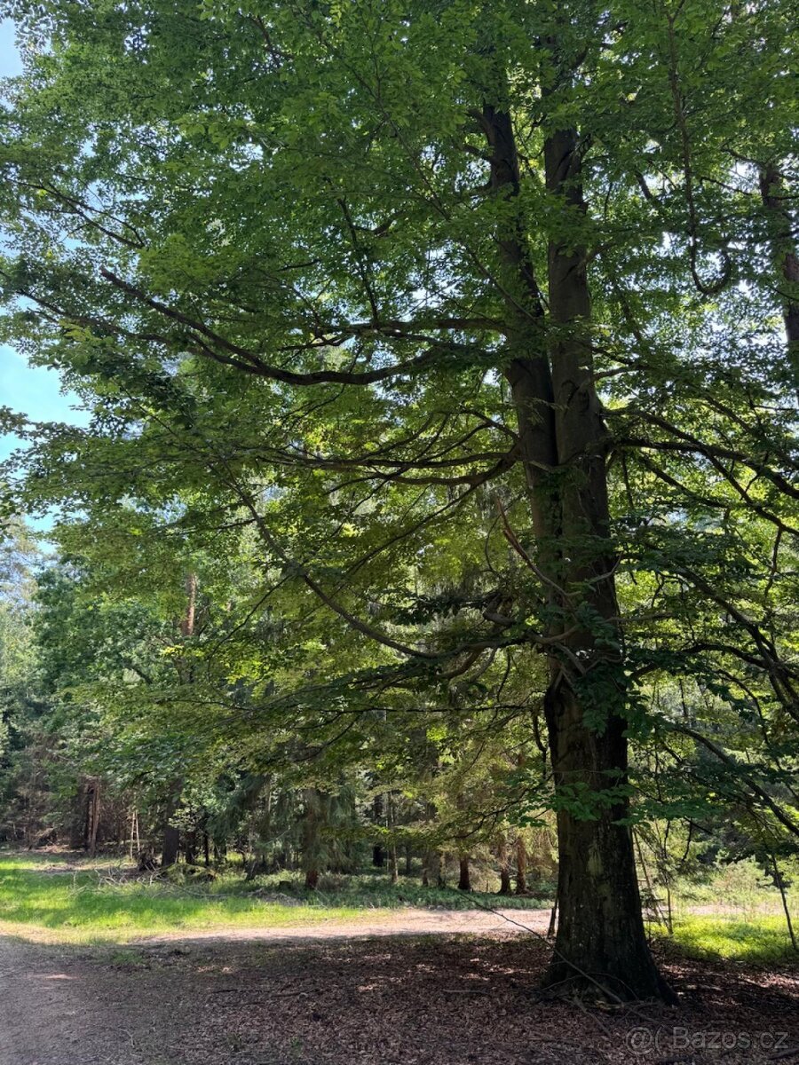 Prodám lesní pozemky v k.ú. Nesměň u Ločenic