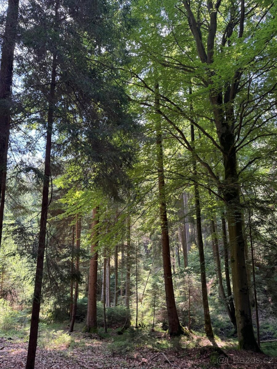 Prodám lesní pozemky v k.ú. Nesměň u Ločenic