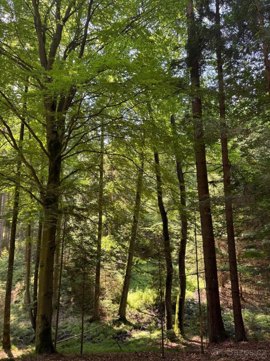 Prodám lesní pozemky v k.ú. Nesměň u Ločenic