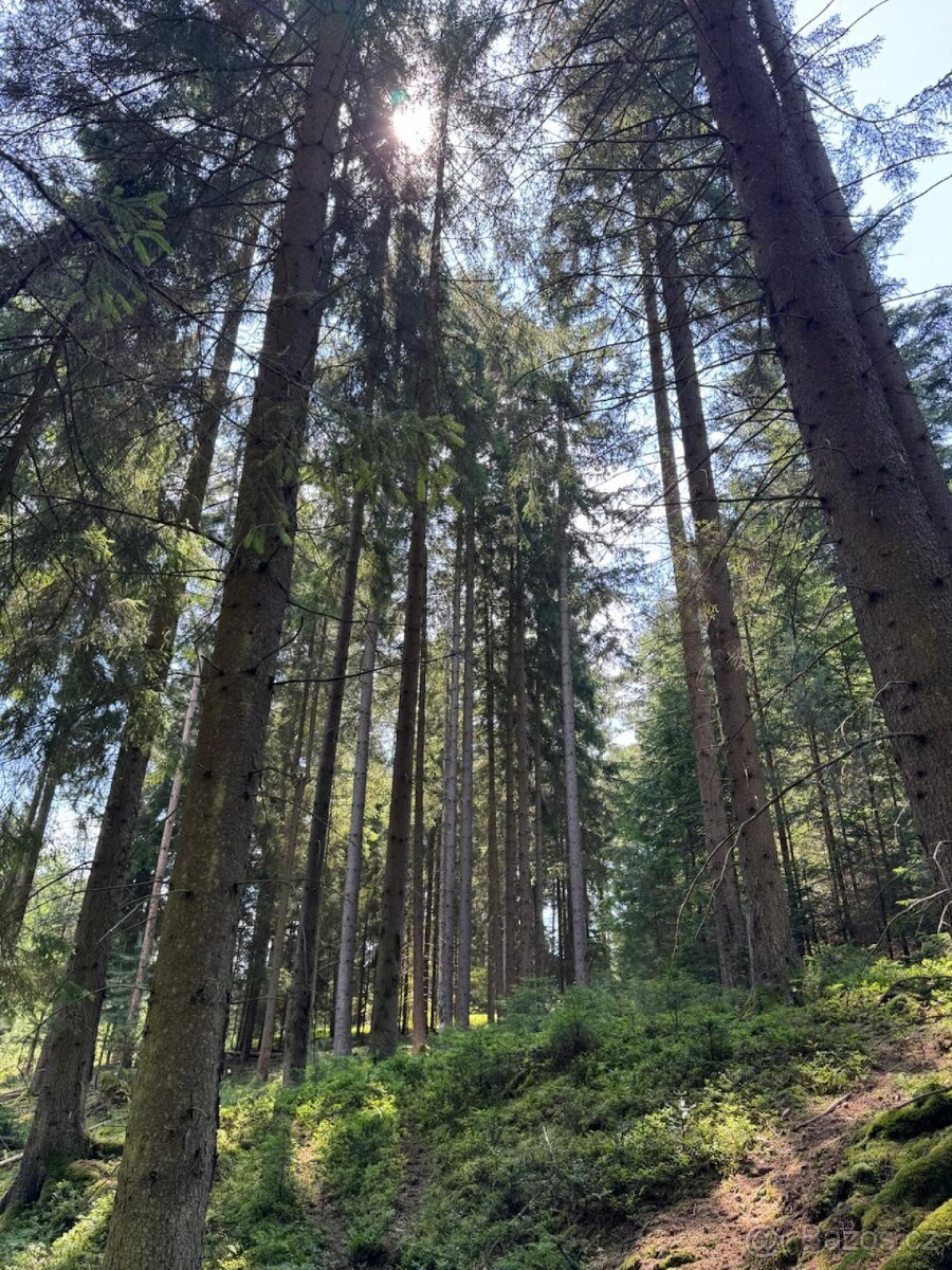 Prodám lesní pozemky v k.ú. Nesměň u Ločenic