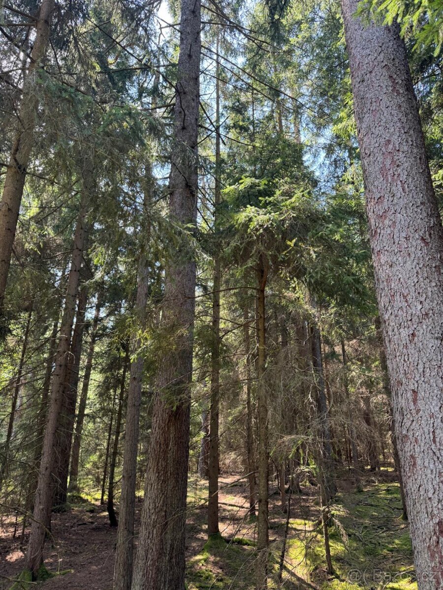 Prodám lesní pozemky v k.ú. Nesměň u Ločenic